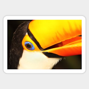 Detailed Portrait of a Toco Toucan at Iguassu, Brazil. Sticker